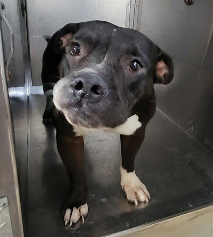 BELLA - American Staffordshire Terrier / Pit Bull Terrier available for adoption