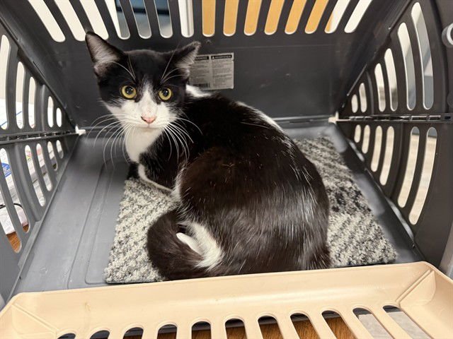 CHOW - Domestic Short Hair available for adoption