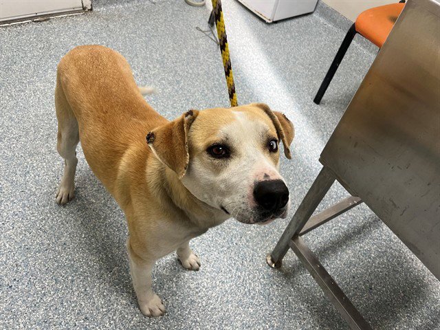 CAPTAIN - Labrador Retriever available for adoption