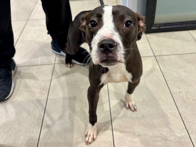 DO-BONG-SOON - Pit Bull Terrier available for adoption