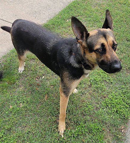 ARDIYA - German Shepherd Dog available for adoption