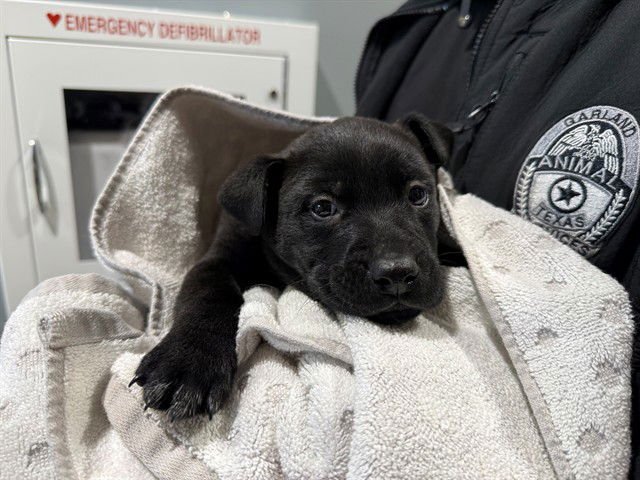 MAX - Labrador Retriever available for adoption