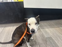 BUDDY - Photo 1