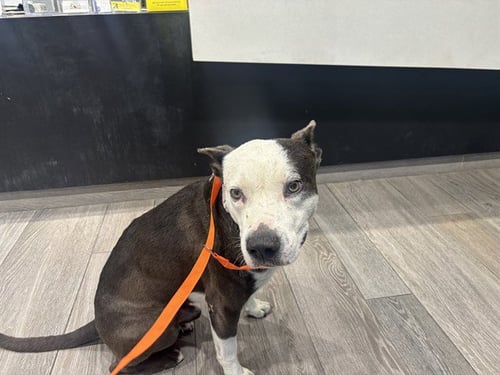 BUDDY - Pit Bull Terrier available for adoption