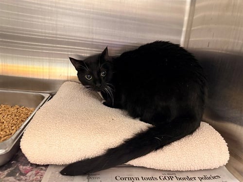 TUXIE - Domestic Short Hair available for adoption