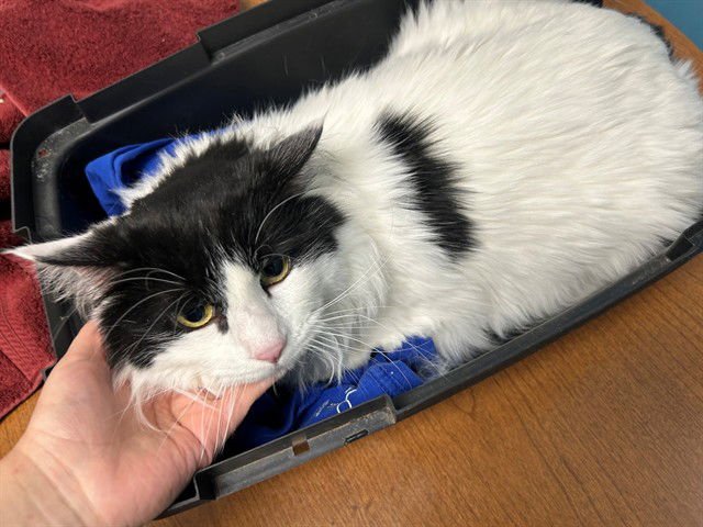 PELUSSO - Domestic Long Hair available for adoption