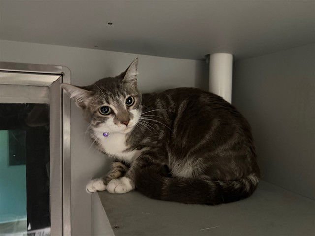 ISABELA - Domestic Short Hair available for adoption