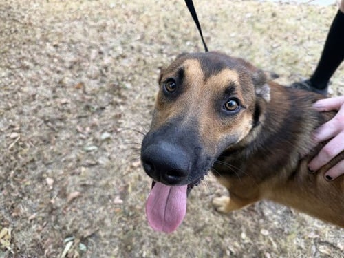 TAHO - German Shepherd Dog available for adoption