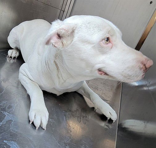 CHOCOLATE - Labrador Retriever available for adoption