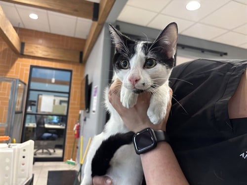 TORO - Domestic Short Hair available for adoption