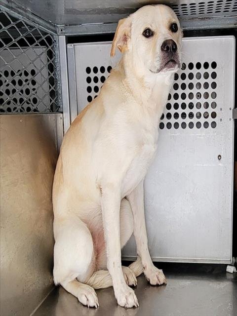 AFEMALEDOG Image