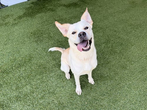 STINGRAY - Labrador Retriever / Siberian Husky available for adoption