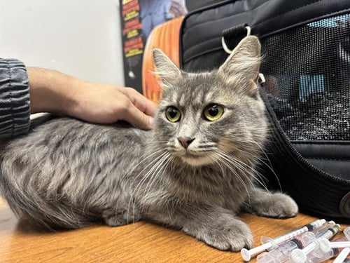 BLUE - Domestic Short Hair available for adoption