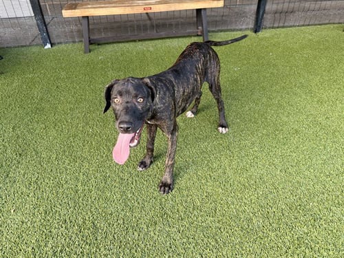 FISH - Rhodesian Ridgeback available for adoption