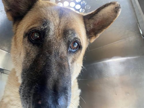 WALTER - German Shepherd Dog available for adoption