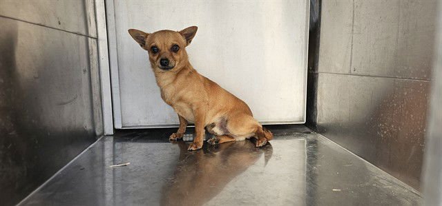 BRAD - Chihuahua available for adoption