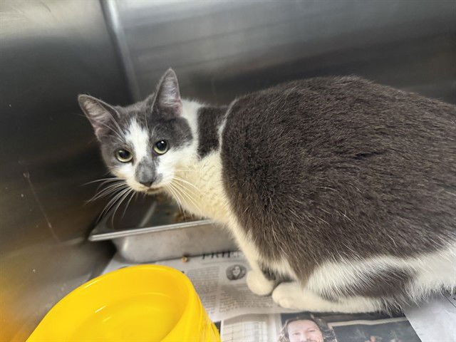 CALLIOPE - Domestic Short Hair available for adoption