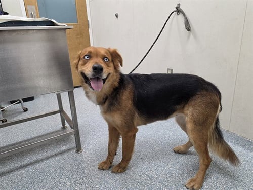 ASH - German Shepherd Dog available for adoption