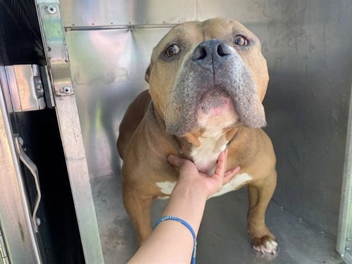 TUB BOAT - American Pit Bull Terrier available for adoption