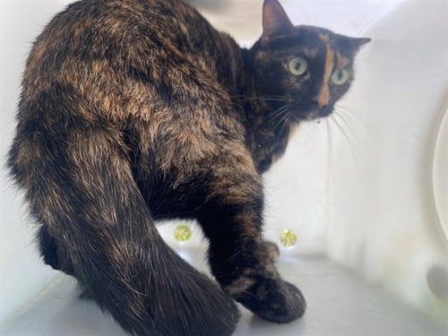 BELLA - Domestic Short Hair for adoption in Garland