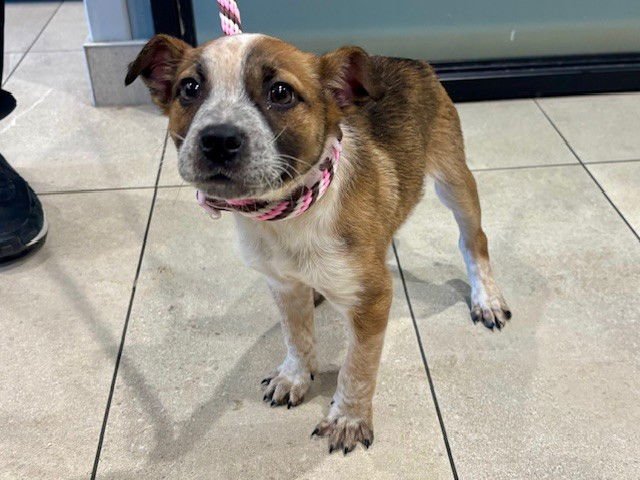 POPPI - Australian Cattle Dog/Blue Heeler available for adoption