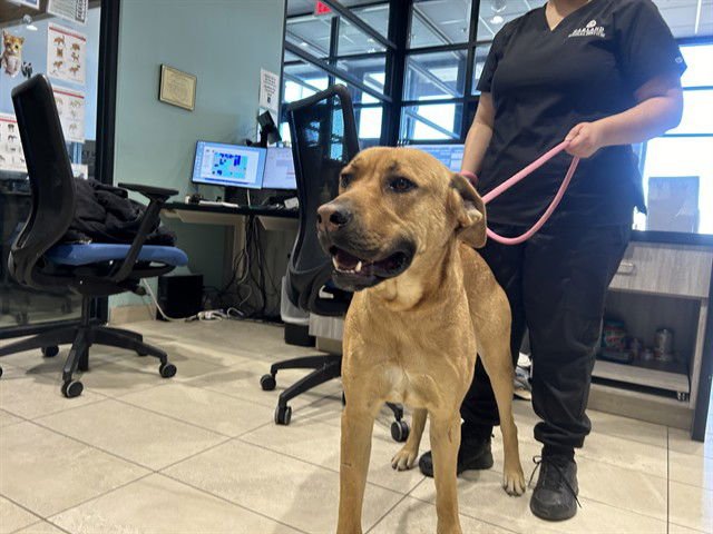 CESAR - Rhodesian Ridgeback / Labrador Retriever available for adoption