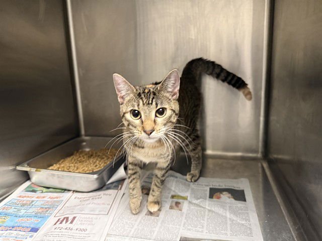 LEFTY - Domestic Short Hair available for adoption