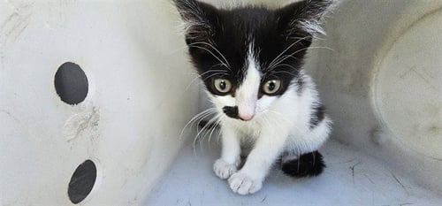 GORLOG - Domestic Short Hair available for adoption