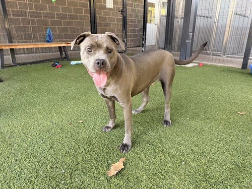 ASTRAEA - Staffordshire Bull Terrier available for adoption