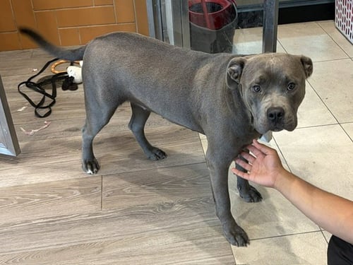 ASTRAEA - Staffordshire Bull Terrier available for adoption