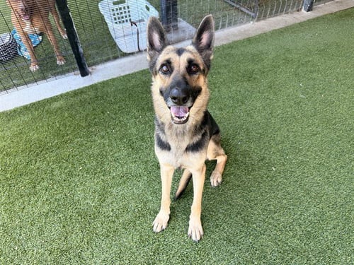 COLBY - German Shepherd Dog available for adoption
