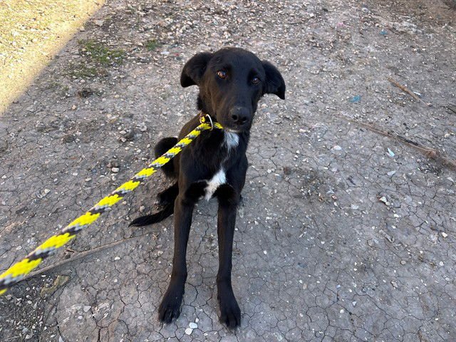COBALT - Belgian Shepherd Malinois available for adoption