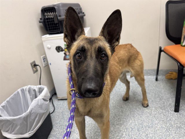DAVID - Belgian Shepherd Malinois available for adoption