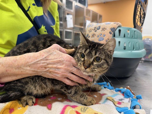 VICKY - Domestic Short Hair available for adoption