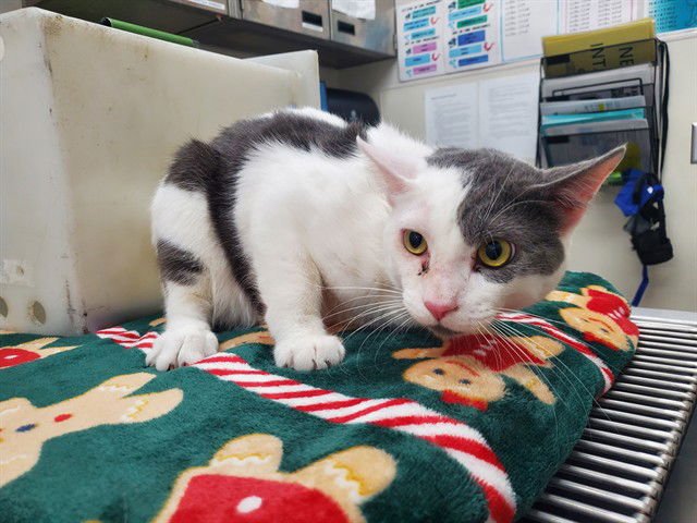 RUBBER BAND - Domestic Short Hair available for adoption