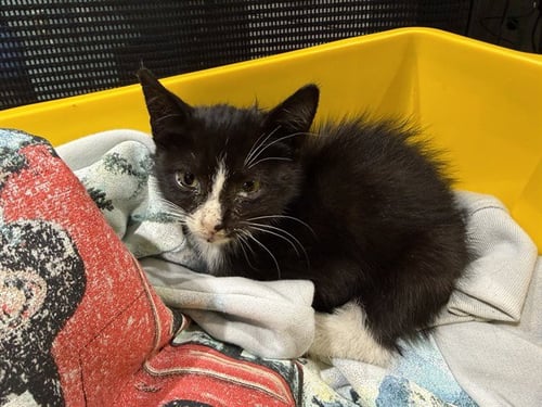 ARCHERY - Domestic Short Hair for adoption in Garland