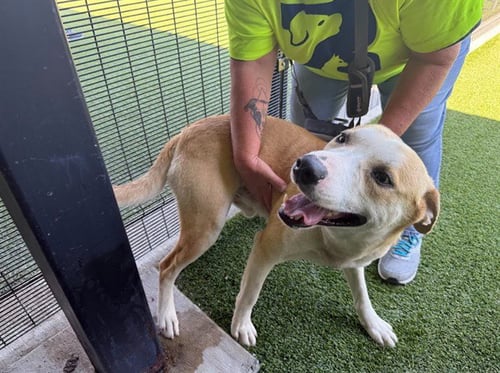 CAPTAIN - Labrador Retriever available for adoption