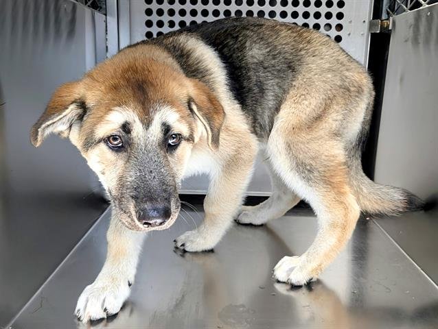 MARIO - German Shepherd Dog available for adoption