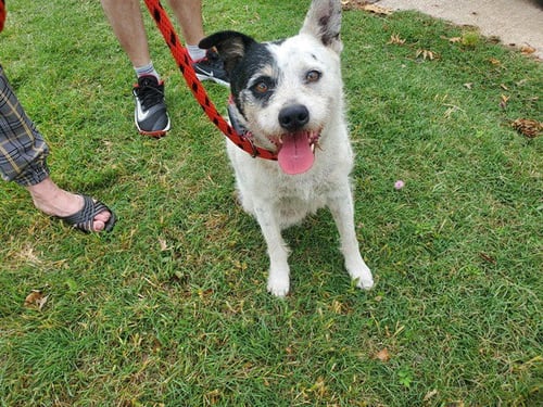 PATCH - Parson Russell Terrier available for adoption
