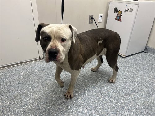 LIV - American Pit Bull Terrier available for adoption