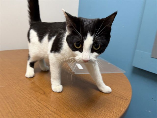 REINA - Domestic Short Hair available for adoption