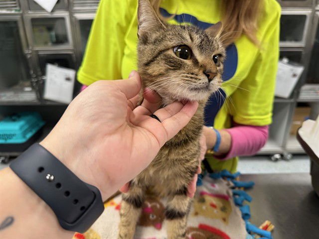 BOY - Domestic Short Hair available for adoption