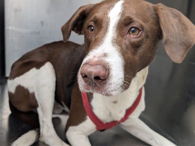 BRUNO - Pit Bull Terrier available for adoption