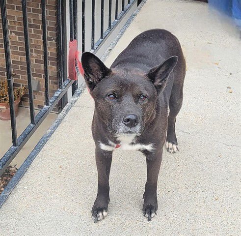 WINTER SNOWSTORM - Labrador Retriever available for adoption