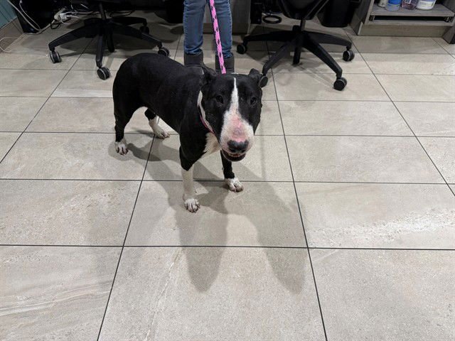 MOOCHIE - Bull Terrier available for adoption