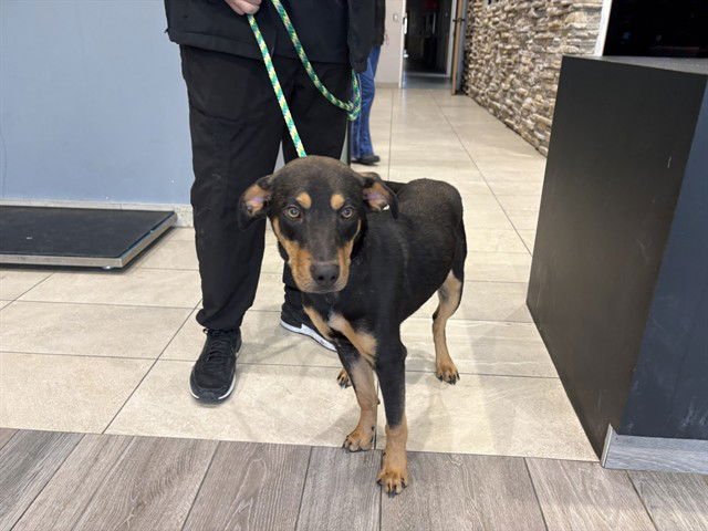 GUZ - Doberman Pinscher available for adoption