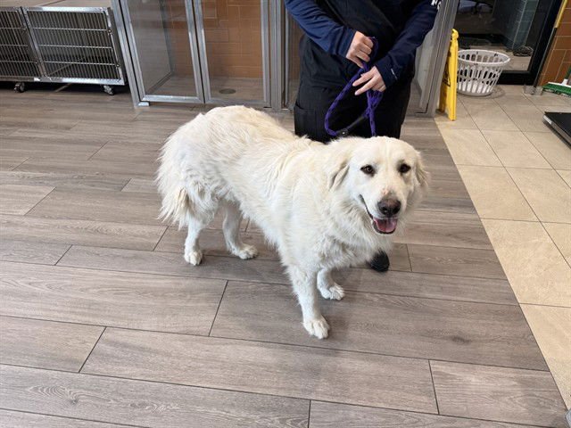 EVRIS - Great Pyrenees available for adoption