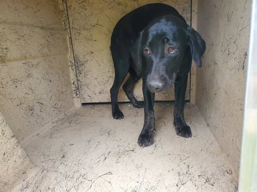 FJORN - Labrador Retriever available for adoption