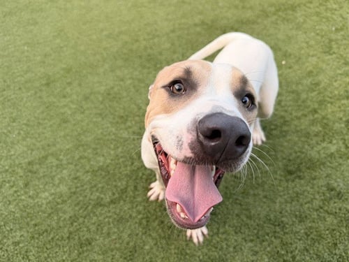 CHANCE - American Bulldog available for adoption