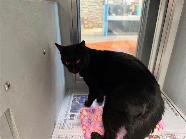 MICK - Domestic Short Hair available for adoption